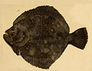 Fish:Sole, dark